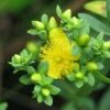 Millepertuis - Hypericum Kalmianum Cobalt-n-Gold 1 Millepertuis - Hypericum Kalmianum Cobalt-n-Gold -Le Jardin Secret Boutique Millepertuis Hypericum kalmianum Cobalt n Gold LD 1006682 1