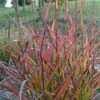 Miscanthus Sinensis Purple Fall® - Eulalie, Roseau De Chine -Le Jardin Secret Boutique Miscanthus sinensis Purple Fall 87981 1