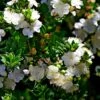Myrtus Communis Tarentina - Myrte Commun -Le Jardin Secret Boutique Myrtus communis subsp Tarentina 82213 1