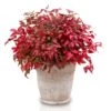 Bambou Sacré - Nandina Domestica Blush Pink 2 Bambou Sacré - Nandina Domestica Blush Pink -Le Jardin Secret Boutique Nandina domestica Blush Pink 1007442 1