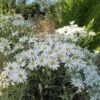Olearia Scilloniensis 1 Olearia Scilloniensis -Le Jardin Secret Boutique Olearia scilloniensis 83396 1