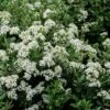 Olearia (x) Haastii - Aster En Arbre -Le Jardin Secret Boutique Olearia x haastii 100156 1