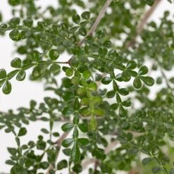 Operculicarya Decaryi - Faux-poivrier Du Japon