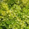 Seringat Des Jardins - Philadelphus Coronarius Aureus -Le Jardin Secret Boutique PHILADELPHUS AUREUS 781844 1