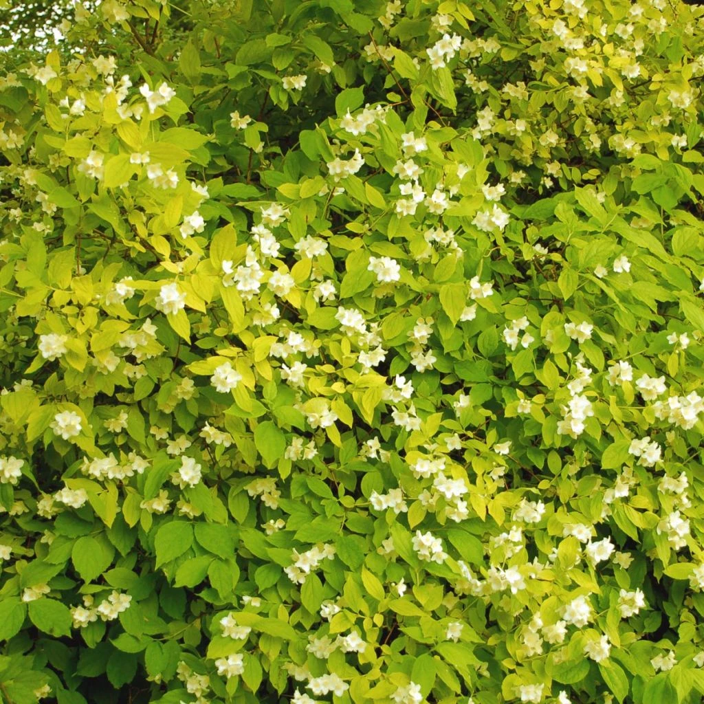 Seringat Des Jardins - Philadelphus Coronarius Aureus 3 Seringat Des Jardins - Philadelphus Coronarius Aureus