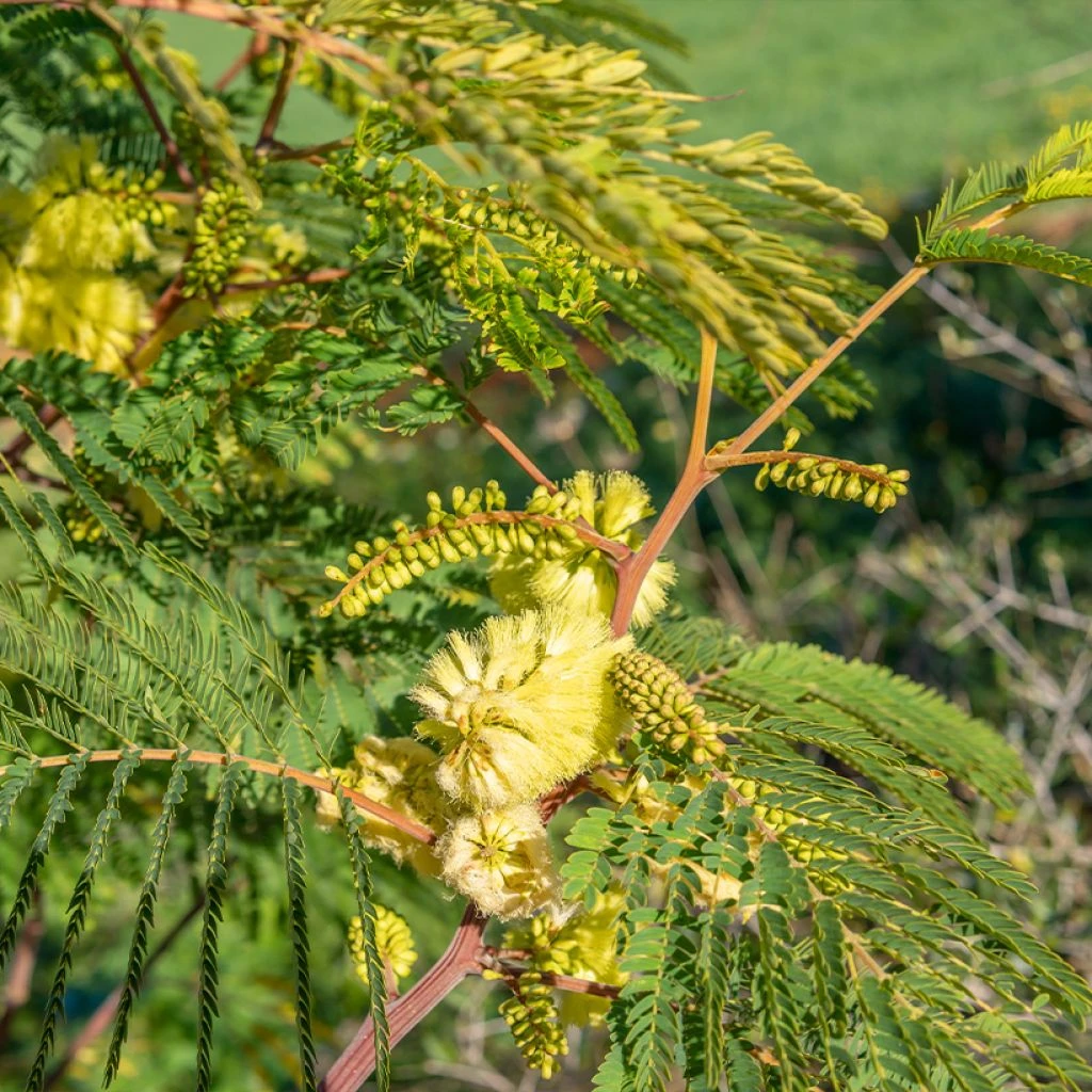 Paraserianthes Lophantha - Acacia Du Cap 3 Paraserianthes Lophantha - Acacia Du Cap
