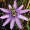 Passiflore X Lavender Lady - Fleur De La Passion -Le Jardin Secret Boutique Passiflora Amethyst ld HansB 681330 1