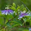 Passiflora Incarnata - Passiflore Officinale -Le Jardin Secret Boutique Passiflora incarnata 85078 1