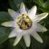 Passiflore, Fleur De La Passion - Passiflora Caerulea Clear Sky -Le Jardin Secret Boutique Passiflore Fleur de la passion Passiflora caerulea Clear Sky copyright 1009182 1
