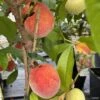 Pêcher Nain Fruit Me Peach Me Red -Le Jardin Secret Boutique Pecher nain Fruit me Peach me Red IF 16269 1