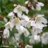 Philadelphus Dainty Lady - Seringat 2 Philadelphus Dainty Lady - Seringat -Le Jardin Secret Boutique Philadelphus Dainty Lady 89455 1