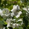 Seringat Des Jardins - Philadelphus Innocence -Le Jardin Secret Boutique Philadelphus Innocence 7975 1