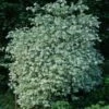 Seringat Des Jardins - Philadelphus Coronarius Variegatus 1 Seringat Des Jardins - Philadelphus Coronarius Variegatus -Le Jardin Secret Boutique Philadelphus coronarius Variegatus 781845 1