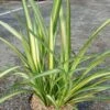 Phormium Golden Ray - Lin De Nouvelle-Zélande -Le Jardin Secret Boutique Phormium Golden Ray 83419 1