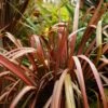 Phormium Pink Panther - Lin De Nouvelle-Zélande