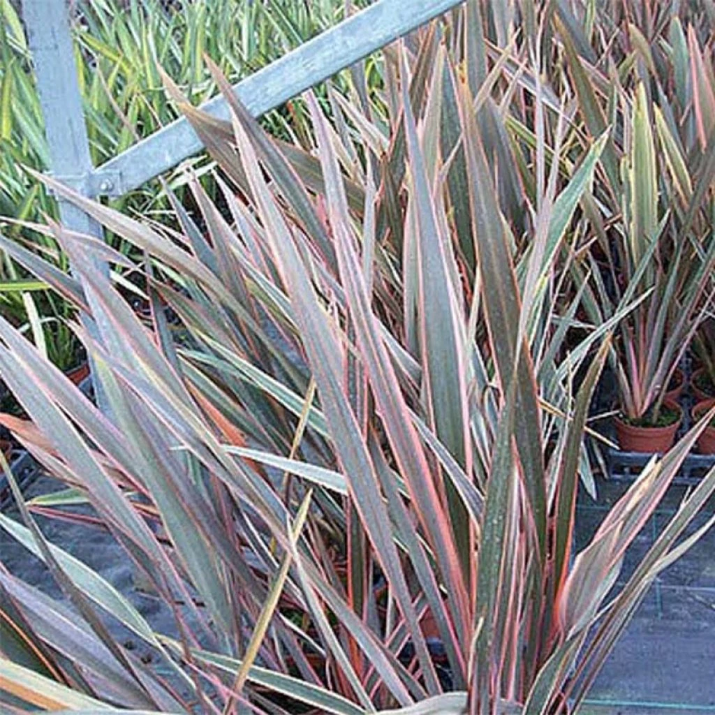 Phormium Rainbow Queen - Lin De Nouvelle-Zélande 3 Phormium Rainbow Queen - Lin De Nouvelle-Zélande