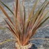 Phormium Sundowner - Lin De Nouvelle-Zélande -Le Jardin Secret Boutique Phormium Sundowner 83515 1