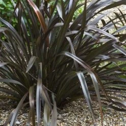 Phormium Cookianum Black Adder - Lin Des Montagnes.