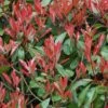 Photinia Little Red Robin -Le Jardin Secret Boutique Photinia Fraseri Little Red Robin 781765 1