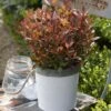Photinia Fraseri Chico -Le Jardin Secret Boutique Photinia fraseri Chico 85646 1