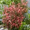 Photinia Fraseri Little Fenna -Le Jardin Secret Boutique Photinia fraseri Little Fenna copyright 17928 1