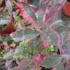 Photinia Fraseri Louise -Le Jardin Secret Boutique Photinia fraseri Louise 85797 1