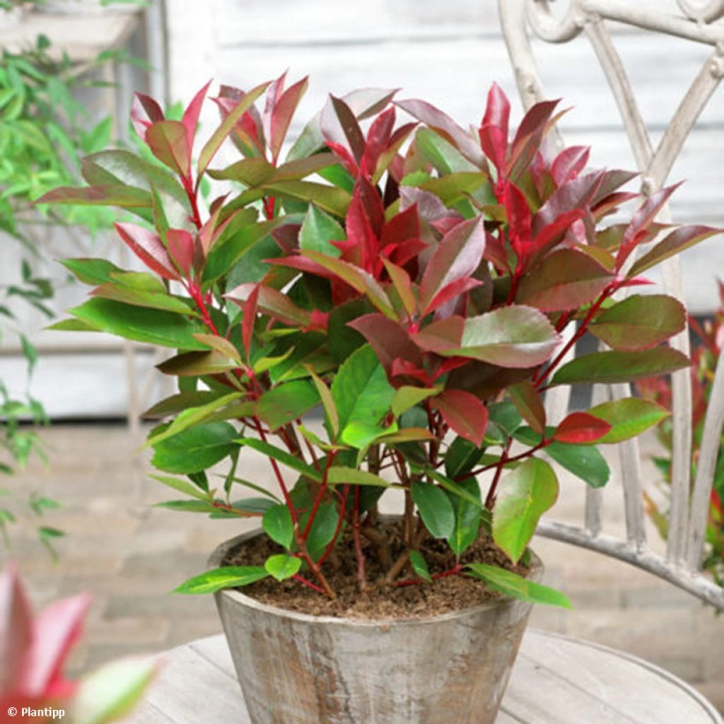 Photinia Fraseri Red Light 3 Photinia Fraseri Red Light