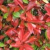 Photinia Fraseri Dicker Toni -Le Jardin Secret Boutique Photinia fraseri Dicker Toni 84197 1