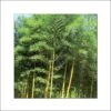 Phyllostachys Bambusoides Castillonis - Bambou Géant -Le Jardin Secret Boutique Phyllostachys bambusoides Castilloni 84908 1