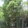 Phyllostachys Iridescens - Bambou Géant 2 Phyllostachys Iridescens - Bambou Géant -Le Jardin Secret Boutique Phyllostachys iridescens 84911 1