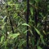 Bambou Noir - Phyllostachys Nigra 1 Bambou Noir - Phyllostachys Nigra -Le Jardin Secret Boutique Phyllostachys nigra ld Howard Dickins 9575 1