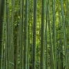 Phyllostachys Vivax MacClure (type) - Bambou Géant