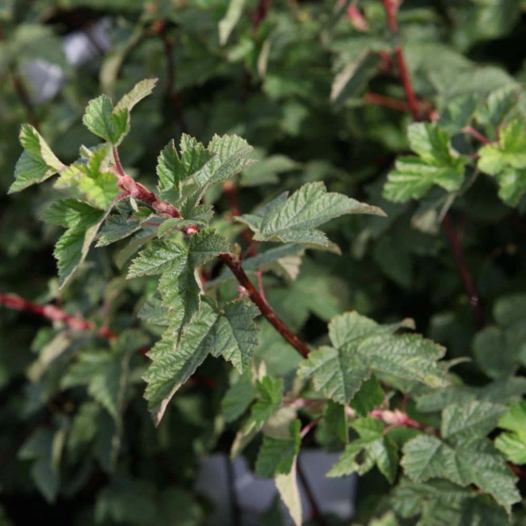 Physocarpus Capitatus Tilden Park 3 Physocarpus Capitatus Tilden Park