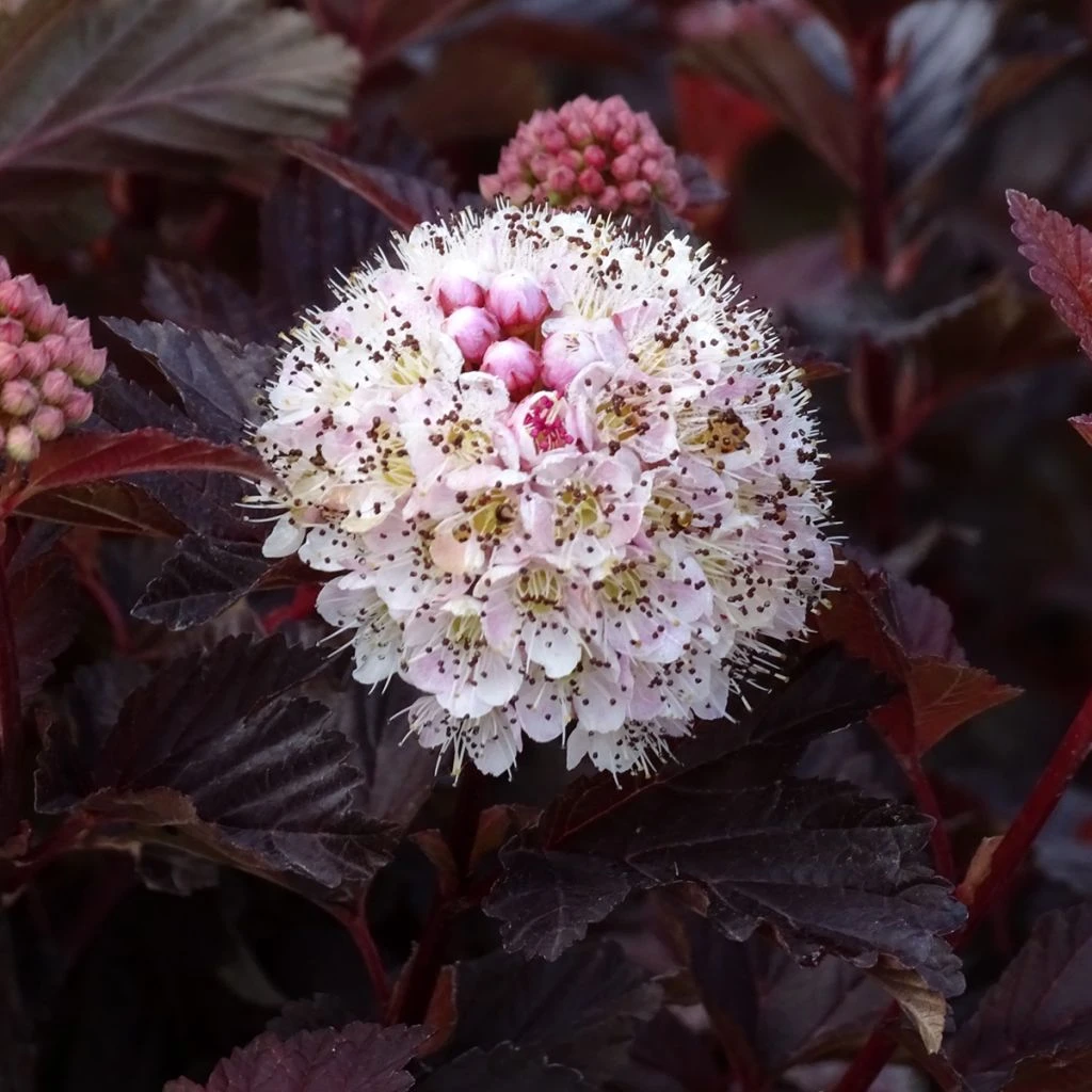 Physocarpus Opulifolius Lady In Red - Physocarpe à Feuillage Pourpre 3 Physocarpus Opulifolius Lady In Red - Physocarpe à Feuillage Pourpre