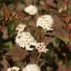 Physocarpus Opulifolius Perspektiva