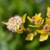 Physocarpus Opulifolius Tiny Wine Gold -Le Jardin Secret Boutique Physocarpus opulifolius Tiny Wine Gold copyright 1007661 1