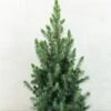 Epinette Blanche - Picea Glauca Conica Blue 2 Epinette Blanche - Picea Glauca Conica Blue -Le Jardin Secret Boutique Picea glauca Conica Blue 0684002 1