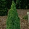 Picea Glauca Laurin - Epinette Blanche 1 Picea Glauca Laurin - Epinette Blanche -Le Jardin Secret Boutique Picea glauca Laurin 0690002 1