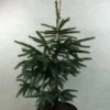 Epinette Noire - Picea Mariana Aurea 1 Epinette Noire - Picea Mariana Aurea -Le Jardin Secret Boutique Picea mariana Aurea 695002 1