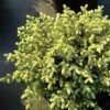 Picea Mariana Nana - Epinette Noire 1 Picea Mariana Nana - Epinette Noire -Le Jardin Secret Boutique Picea mariana Nana 0696002 1