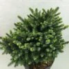 Epicea De Serbie - Picea Omorika Beskid -Le Jardin Secret Boutique Picea omorika Beskid 698002 1
