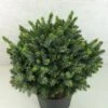 Epicea De Serbie - Picea Omorika Morava 1 Epicea De Serbie - Picea Omorika Morava -Le Jardin Secret Boutique Picea omorika Morava 701002 1