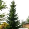 Épicéa De Serbie Nana - Picea Omorika 2 Épicéa De Serbie Nana - Picea Omorika -Le Jardin Secret Boutique Picea omorika epicea de Serbie Nana 87086 1 87086 1