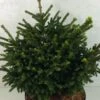 Picea Orientalis Barnes - Sapinette D'Orient -Le Jardin Secret Boutique Picea orientalis Barnes 704002 1