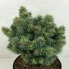 Picea Pungens Brynek - Epicea Bleu