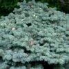 Epicea Bleu - Picea Pungens Glauca Globosa -Le Jardin Secret Boutique Picea pungens Glauca Globosa 0710002 1