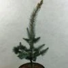 Picea Pungens Iseli Foxtail - Epicea Bleu -Le Jardin Secret Boutique Picea pungens Iseli Foxtail 712002 1