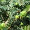 Epicea Bleu - Picea Pungens Sonia -Le Jardin Secret Boutique Picea pungens Sonia C 715002 1