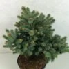 Epicea Bleu - Picea Pungens Thuem -Le Jardin Secret Boutique Picea pungens Thuem 716002 1
