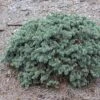 Epicea Bleu - Picea Pungens Waldbrunn -Le Jardin Secret Boutique Picea pungens Waldbrunn 0717002 1